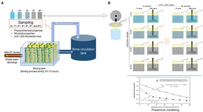 Effect of Ultraviolet-C Light-Emitting Diode Treatment on Disinfection of Norovirus in Processing Water for Reuse of Brine Water